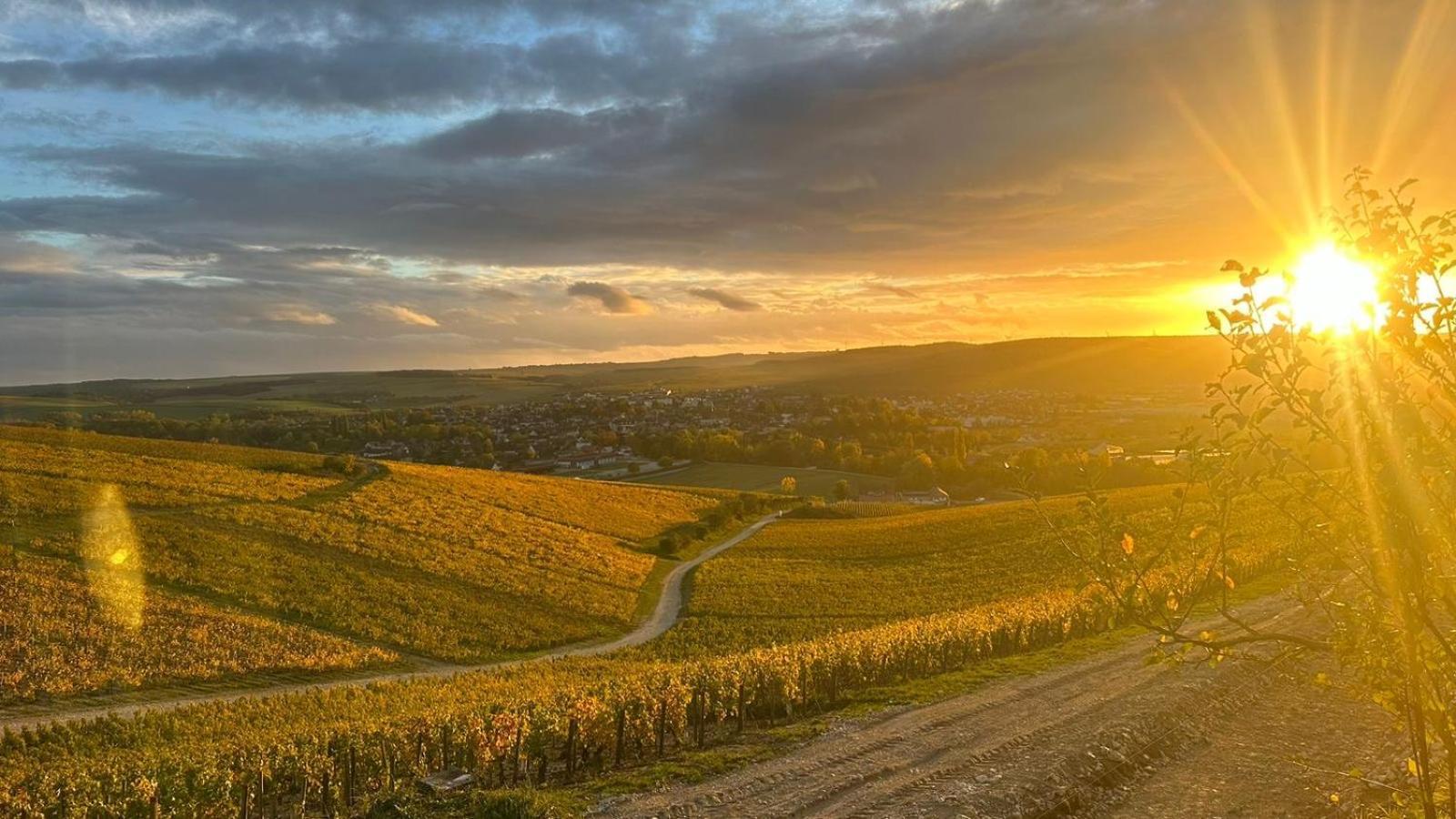 Maison De Campagne Entre Vigne Et Bois Chablis Eksteriør billede